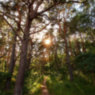 Ein Weg führt in den Uferwald bei Prora
