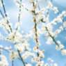 weiße Blüten des Schlehdorn blühen vor blauem Himm