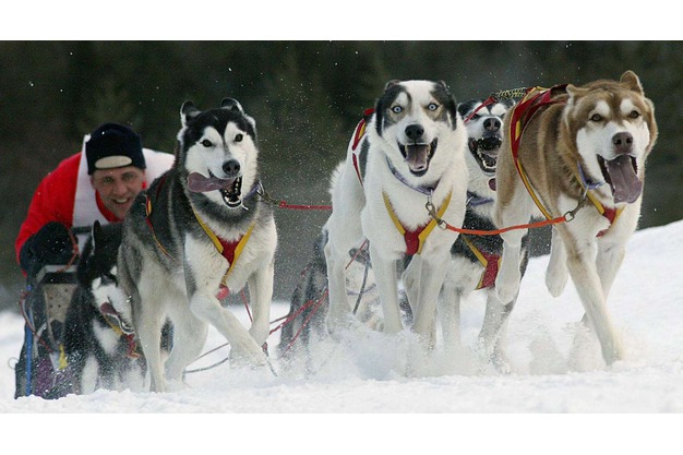 Husky Rennen