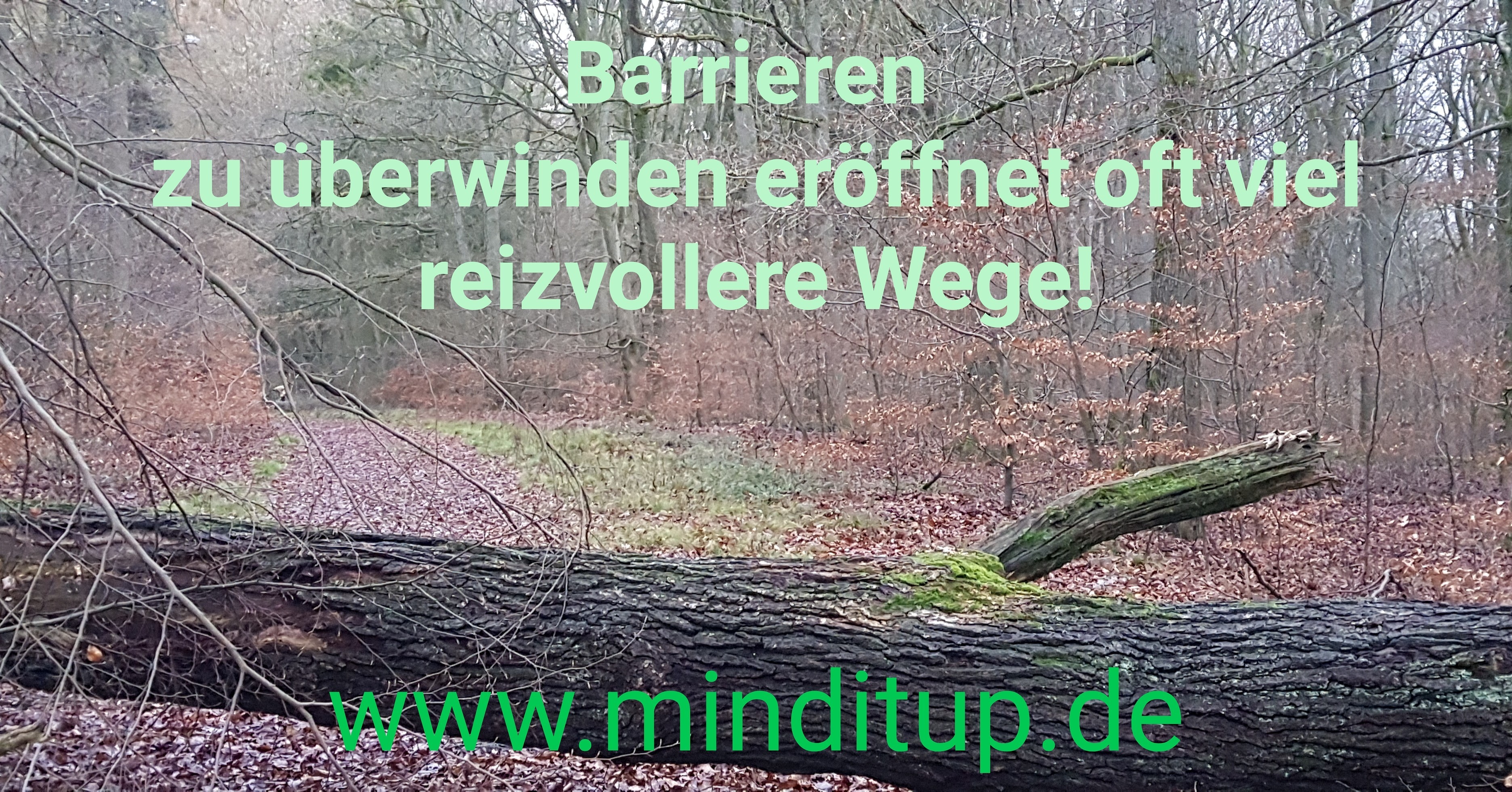 www.minditup.de