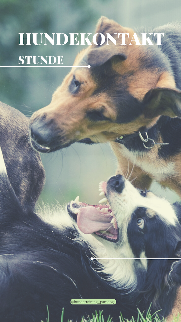 Hundekontaktstunde Tickets