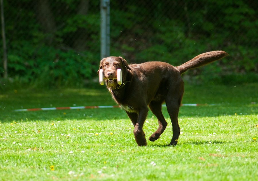 Beschäftigungskurs "Rally Obedience Starter"