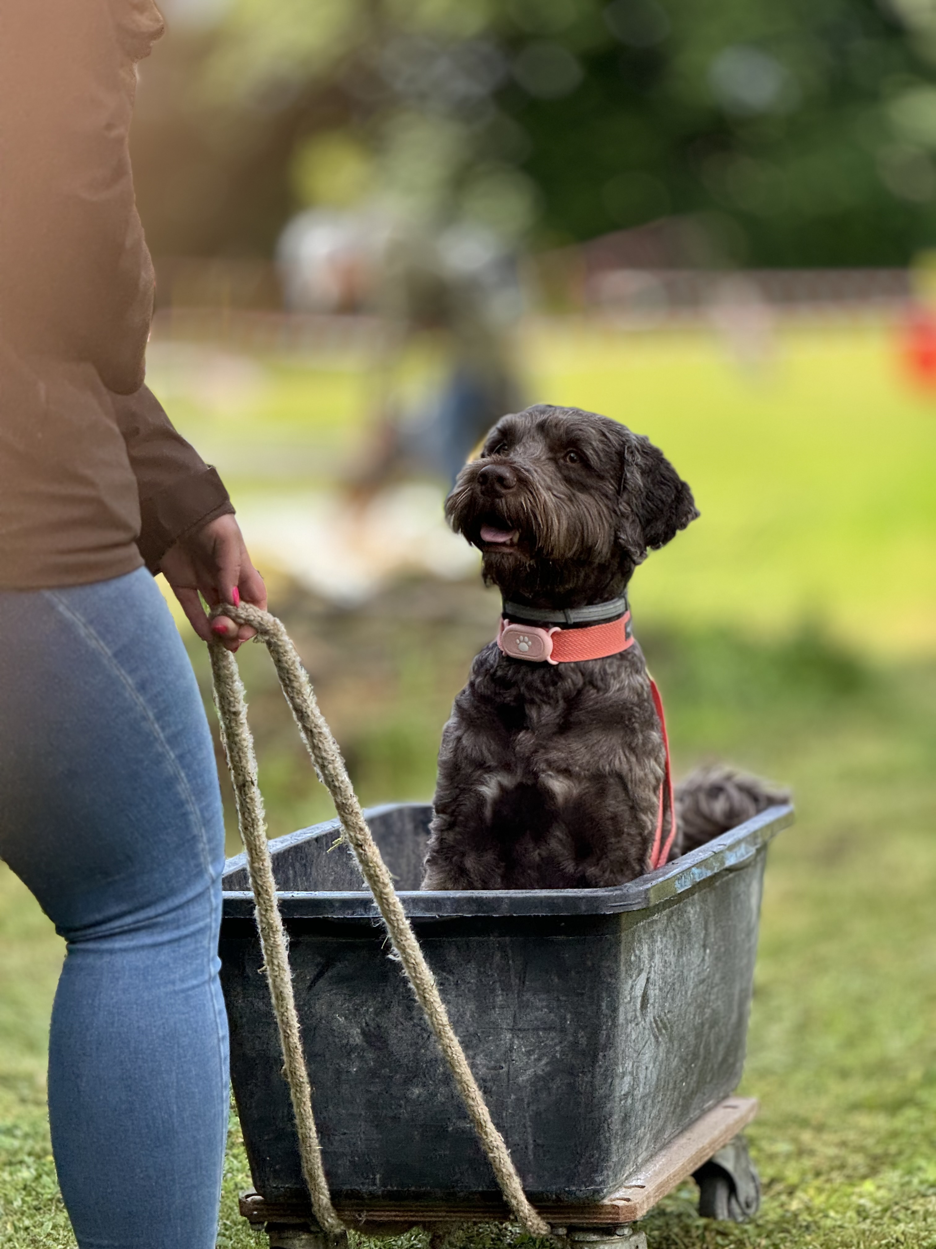 Hundephysio -Intensivworkhop