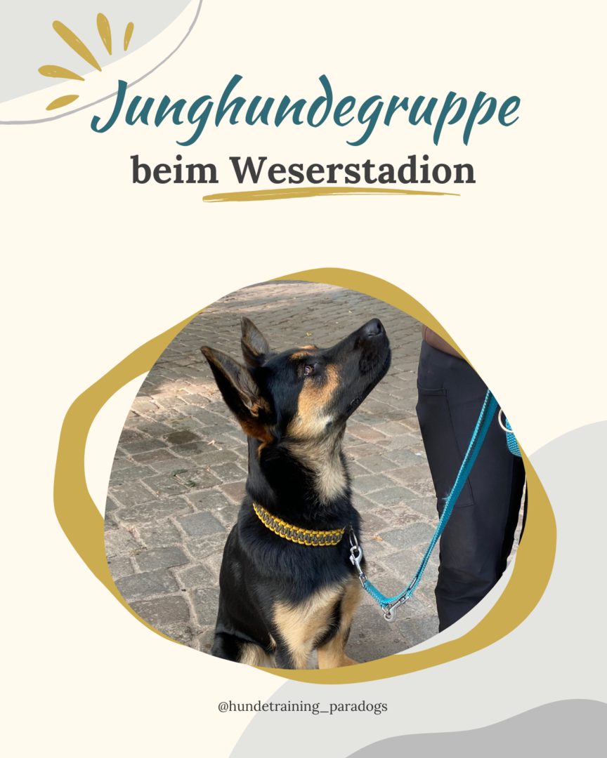 Junghunde I - Einsteiger