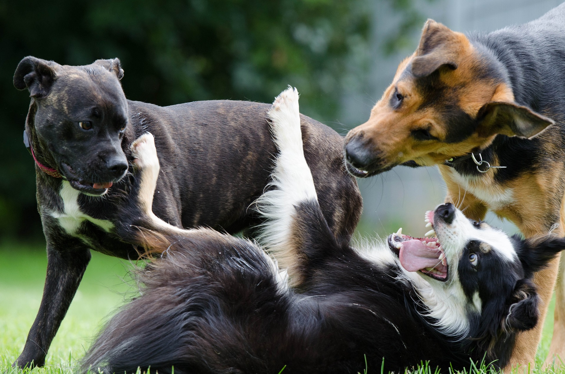 Hundekontaktstunde - Jungspunde (ab 15 kg, zw. 10 Mon-2 Jahre)