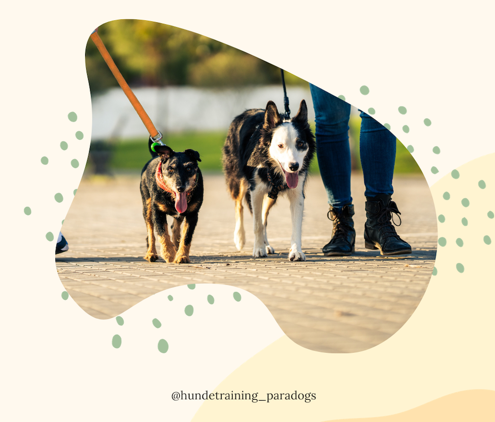AUFBAUKURS: Hundebegegnungen 2.0