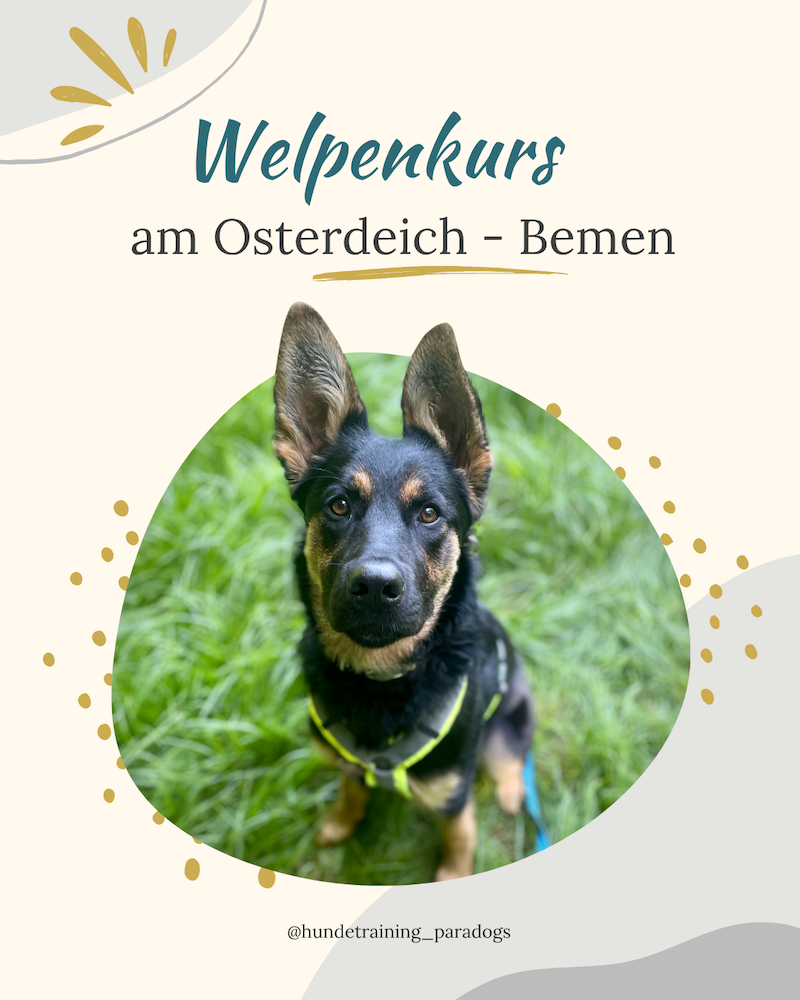 Welpenkurs Starter