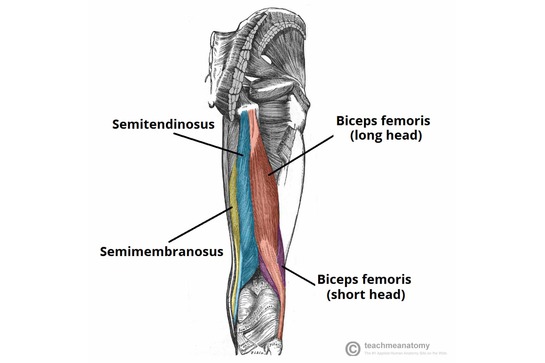 Hamstring Muscles. Image from teachmeanatomy.info