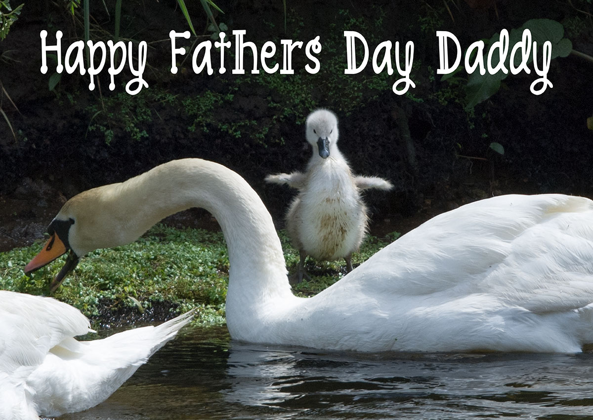 Fathers day card with swans