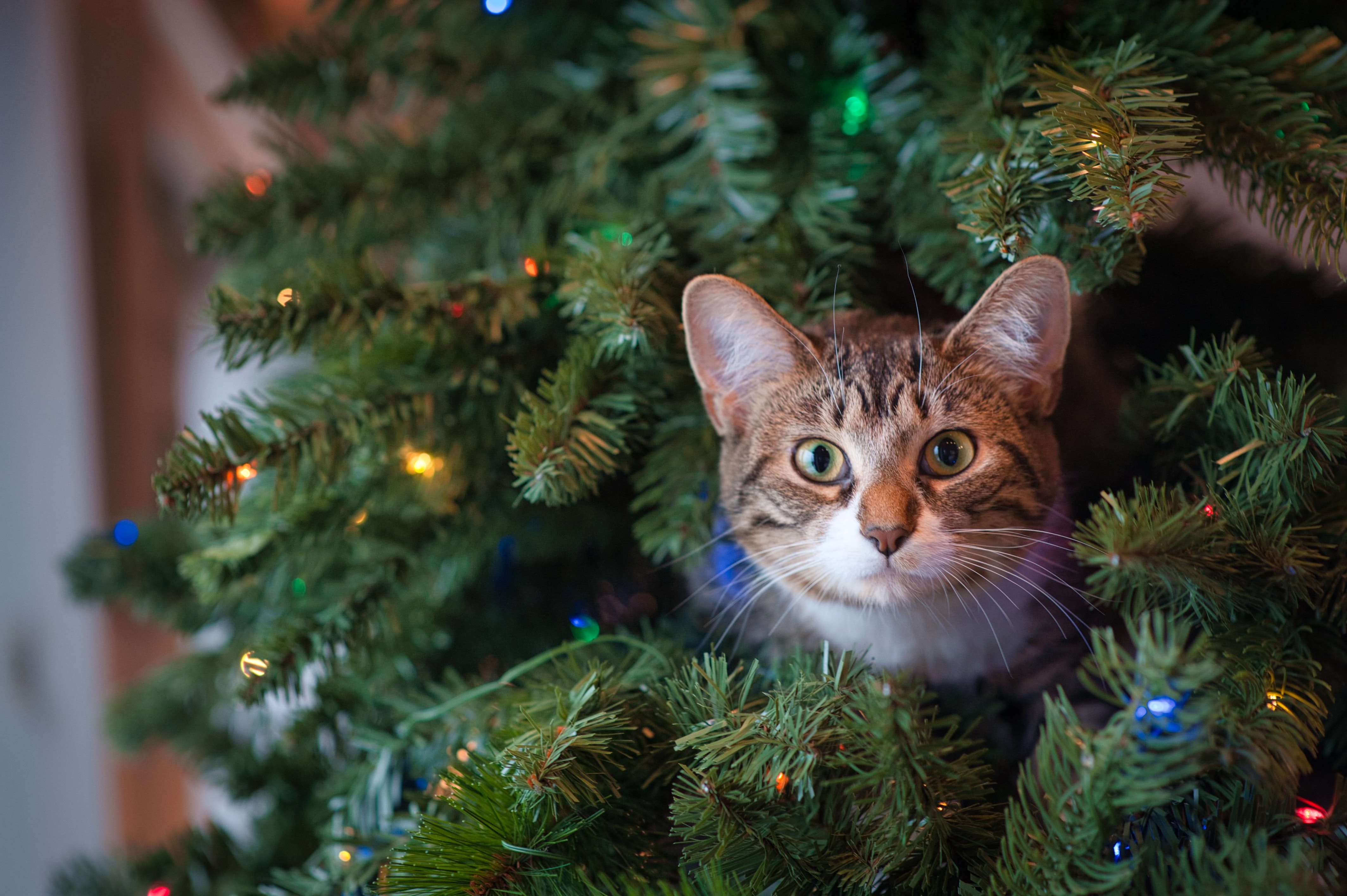cat hiding in the christmas tree