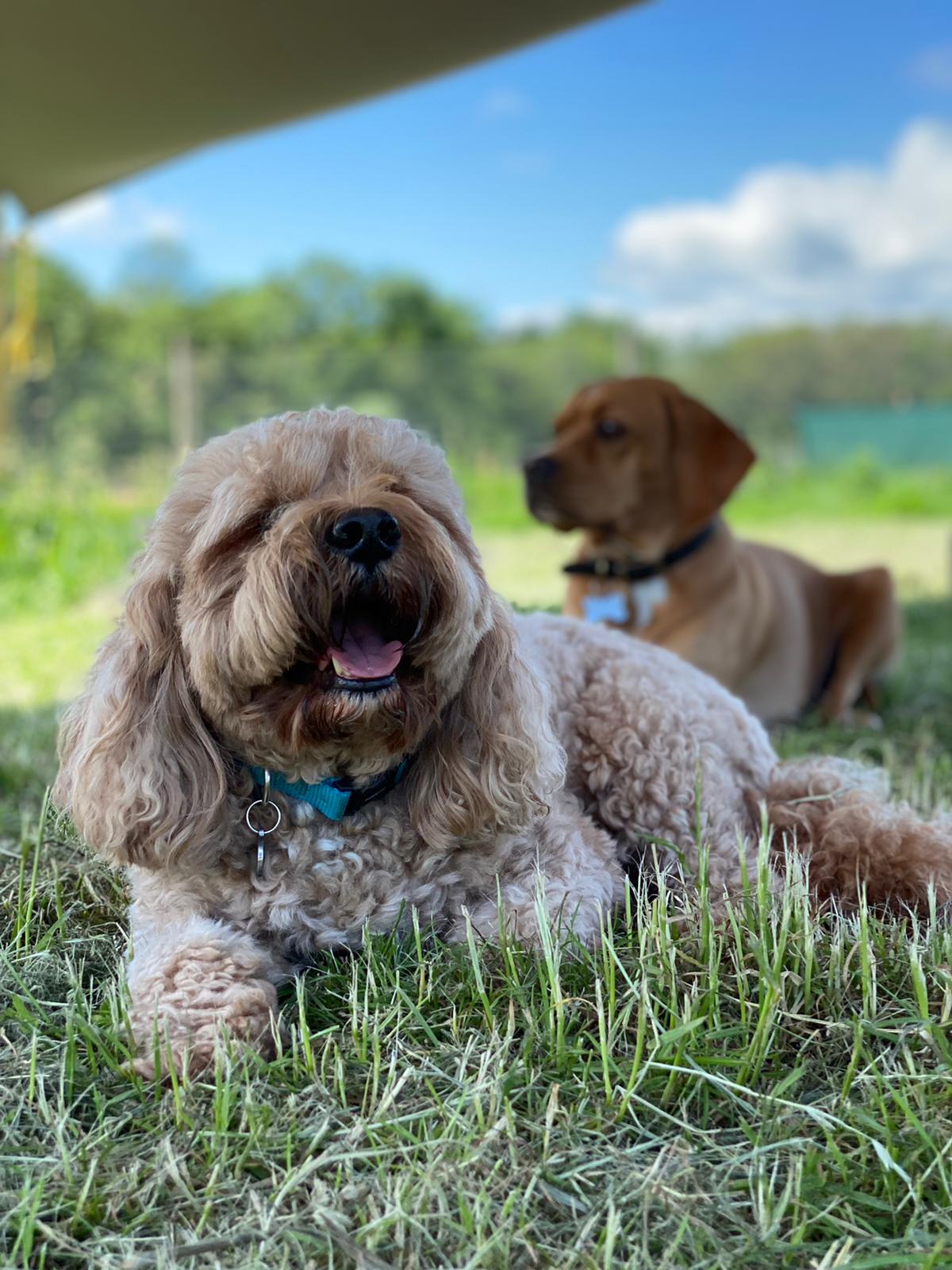 Dog resting in shaded grass during a warm summer d