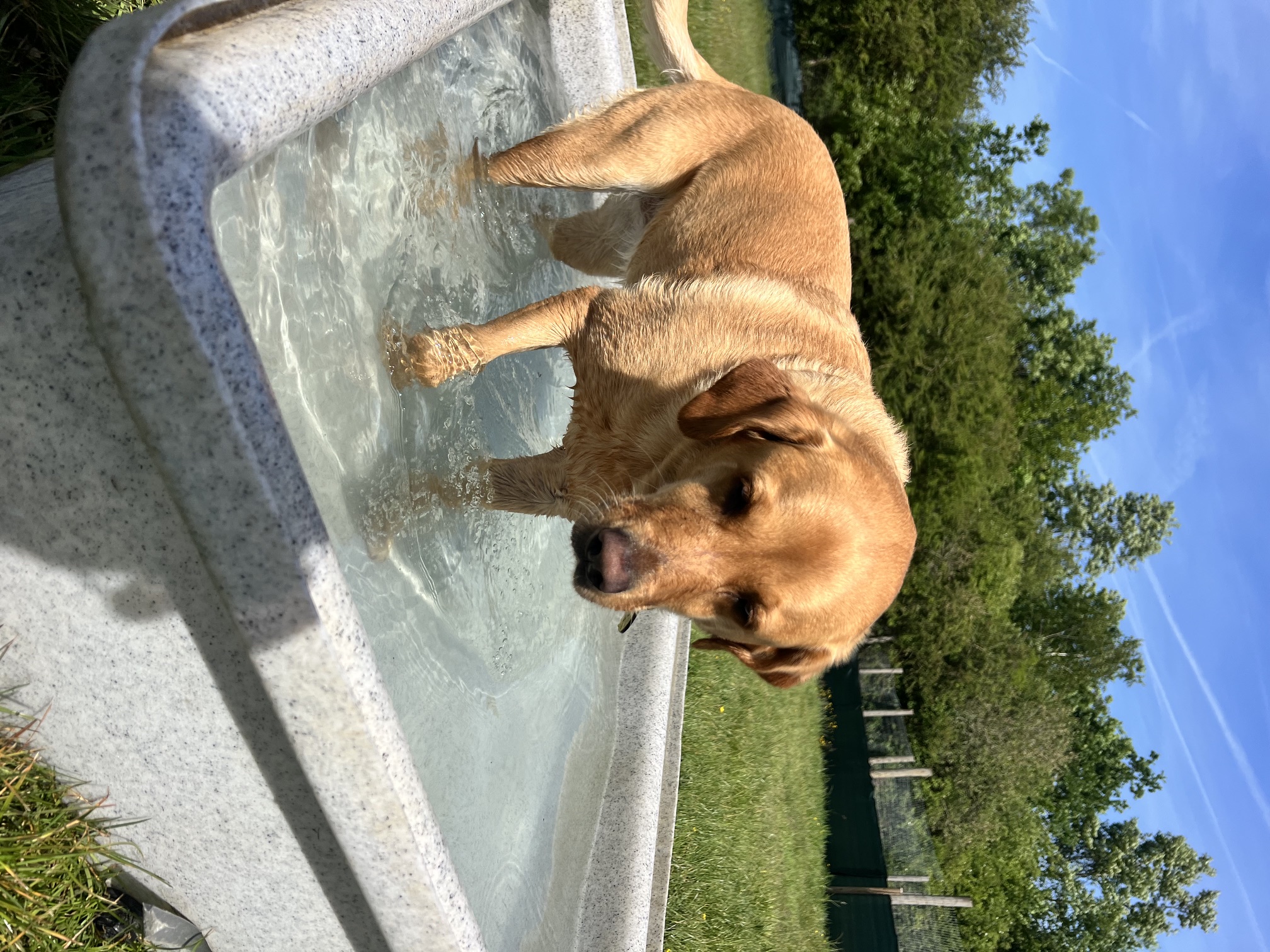 Dog cooling off in a splash pool during hot summer