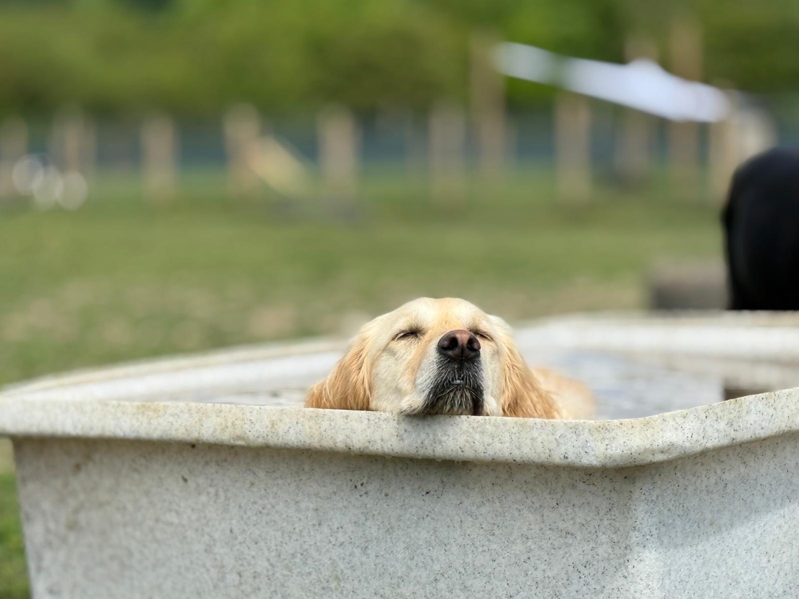 Dog relaxing inside a splash pool at dog day care