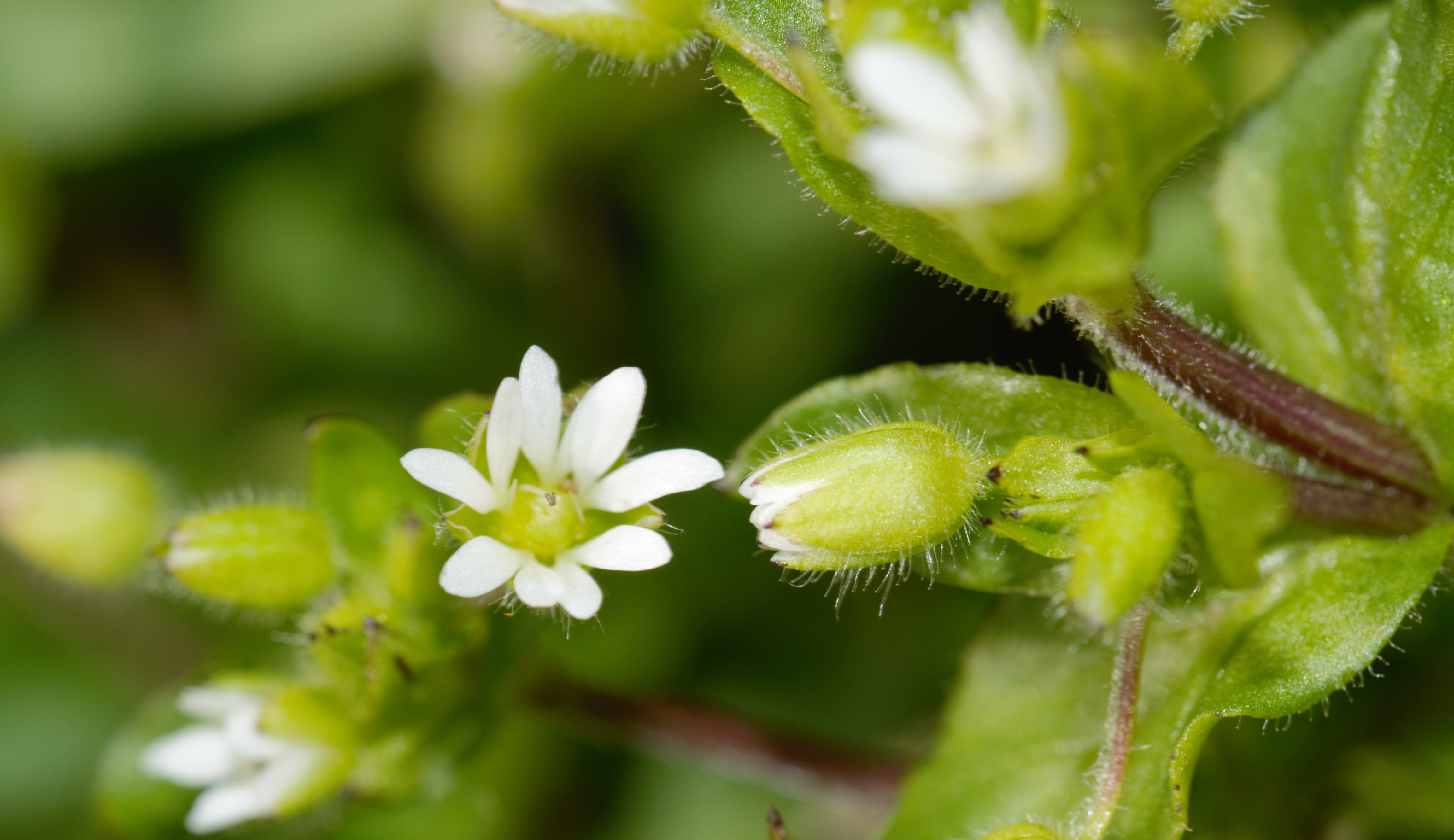 Kräuterführung 12.04.2026
