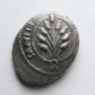 Cunobelinus plant Celtic Silver Unit